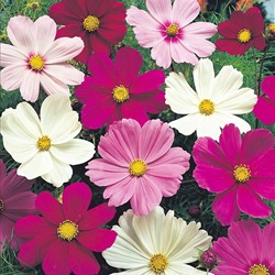 Cosmos Sensation Mixed (Aster)