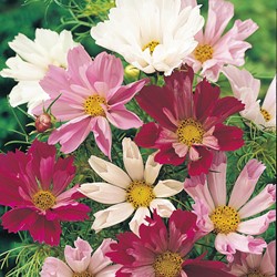 Cosmos Sea Shells Mixed (Aster)