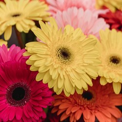 Gerbera großblumig gemischt