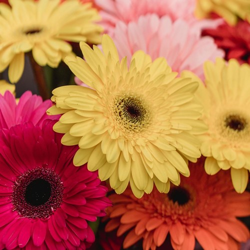 Gerbera großblumig gemischt