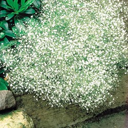 Brautschleier White Design - Gypsophila