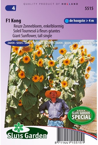 Sonnenblume F1 Kong-2