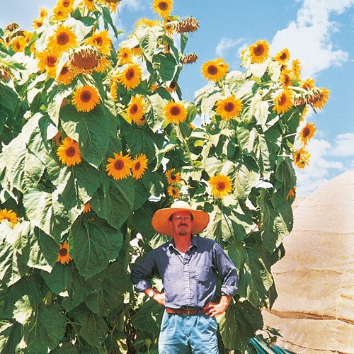 Sonnenblume F1 Kong
