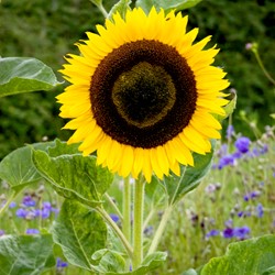 Sonnenblume Hohe gelbe