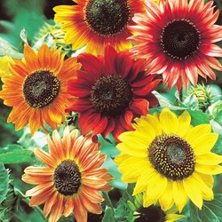 Sonnenblume Abendsonne mix