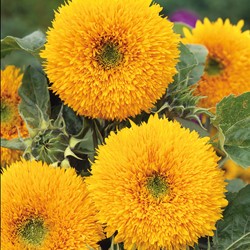 Sonnenblume Teddy Bear, niedrig, doppelblumig (Helianthus)