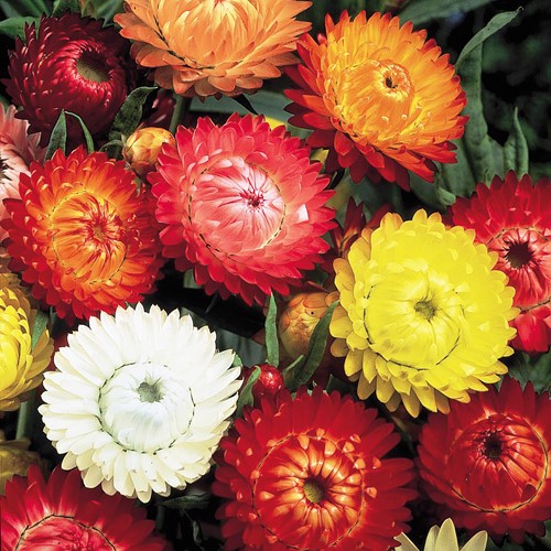 Strobloem Dubbelbloemig gemengd