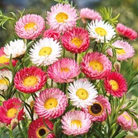 Zonnestrobloem gemengd (Helipterum/Acroclinium)