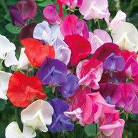 Duftwicke Old Sweet Scent Mix