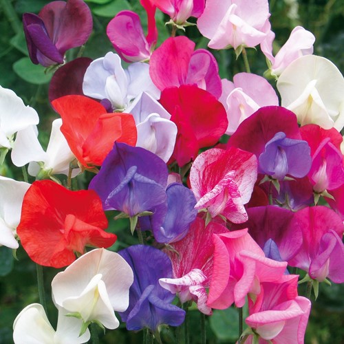 Duftwicke Old Sweet Scent Mix