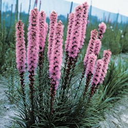 Prachtscharten - Liatris