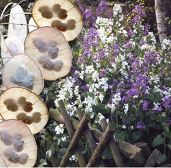 Judaspfennig gemischt - Lunaria