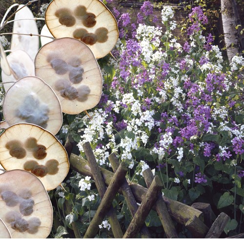 Judaspenning gemengd - Lunaria