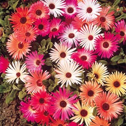 Eisblume Magic Carpet Mischung (Mittagsblume)
