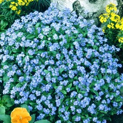 Vergissmeinnicht Samen kaufen fr Ihren Garten| SamenKaufen.de