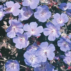 Gartengeranien blau - Geranium