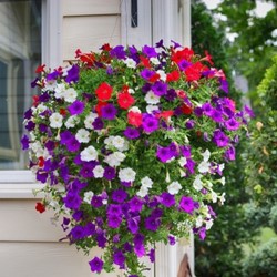 Petunia, kort hangende mix