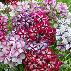 Phlox / Flammenblume Samen kaufen fr Ihren Garten| SamenKaufen.de