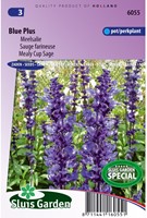 Salbei farinacea Blue Plus-2