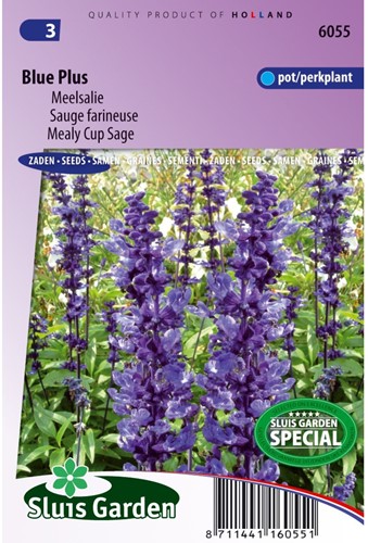 Salbei farinacea Blue Plus-2