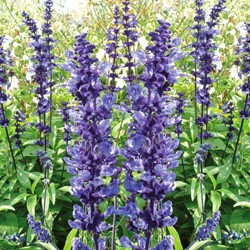 Salbei farinacea Blue Plus