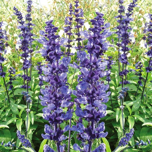 Salbei farinacea Blue Plus