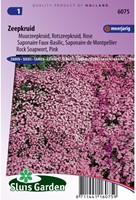 Zeepkruid Rose-Pink - Saponaria-2