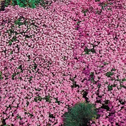 Zeepkruid Rose-Pink - Saponaria
