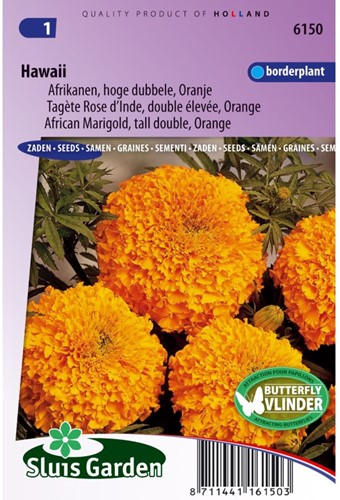 Samtblume Hoch Hawaii Orange - Tagetes-2