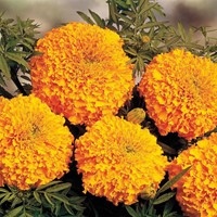 Samtblume Hoch Hawaii Orange - Tagetes
