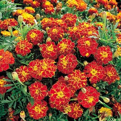 Samtblume Rusty Red - Tagetes