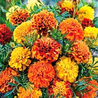 Afrikaantje Bonita mix - Tagetes