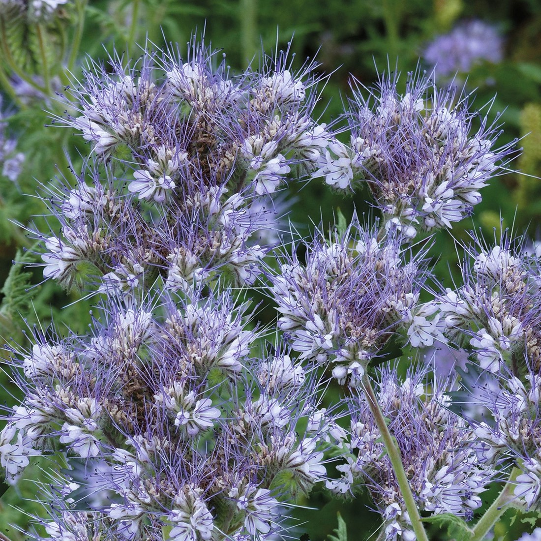 tatsoi saatgut Saatgut Chinakohl 'Tatsoi' Bio - Brassica rapa rosularis