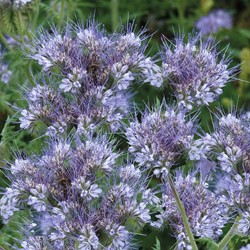 Drachtplant bijen-hommels, Bijenvoer (Phacelia) EKO