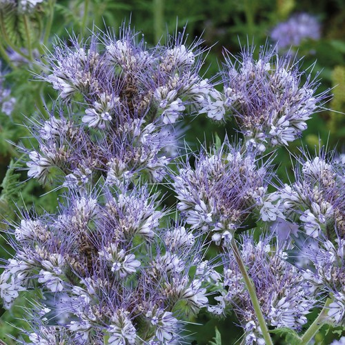 Drachtplant bijen-hommels, Bijenvoer (Phacelia) EKO
