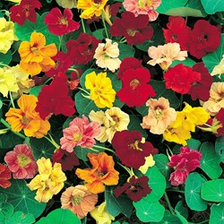Kapuzinerkresse Gleam Hybrids mix, hochrankend