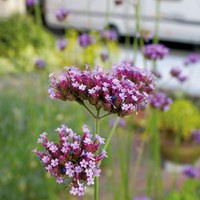 Eisenkraut Purple Top