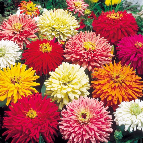 Zinnie Chrysanthemum mix