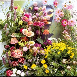 Mengsel Vlinderbloemen Speciaal mix