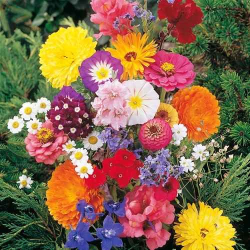 Mischung Schnittblumen 1-jährig