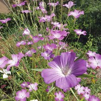 Kornrade - Agrostemma githago