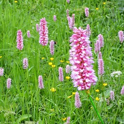 Schlangen-Knöterich - Persicaria bistorta