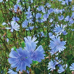 Wilde Cichorei - Cichorium intybus