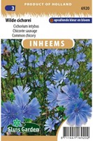 Wilde Cichorei - Cichorium intybus-2