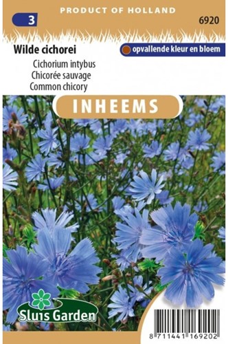 Wilde Cichorei - Cichorium intybus-2