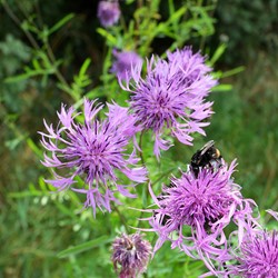 Skabiosen-Flockenblume - Centaurea scabiosa