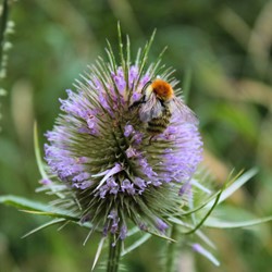 Wilde Karde