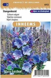 Gewöhnliche Natternkopf- Echium vulgare