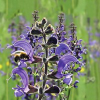 Veldsalie - Salvia pratensis