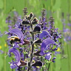 Wiesensalbei - Salvia pratensis